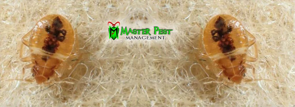 Demak Insect Master Deemak Control - Consistent Elimination for Termite (Demak ...