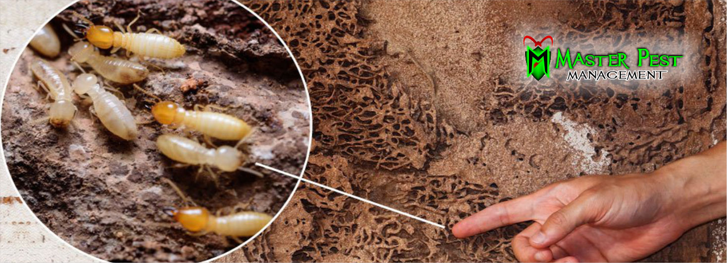 termite-treatment-in-Sialkot-lahore-MPM-Master-Pest-Managment-Termite-Treament-Deemak-Control-Demak-Specialist-Bedbugs-khatmal-دیمک
