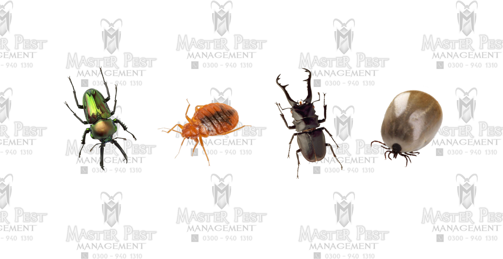 Master Deemak Control - Consistent Elimination for Termite (Demak ...